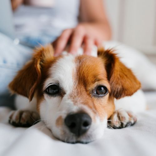 Veterinary team providing emergency care to a dog at night in Wellington