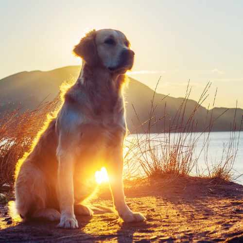 Veterinarian providing emergency care to a dog suffering from heat stroke in Wellington